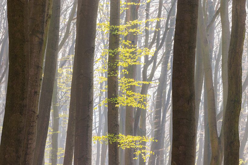 Fresh green leaves in spring in the beech forest by Sjaak den Breeje