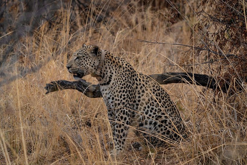 Léopard avec collier de pistage en Namibie par Patrick Groß
