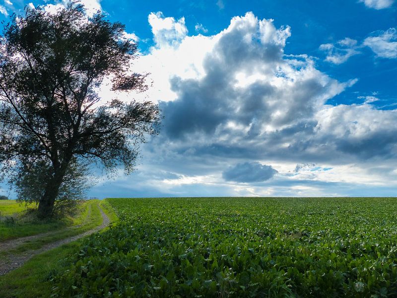 Hollands landschap von Mirakels Kiekje
