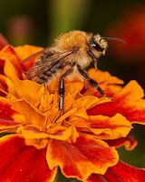Ackerhummel erkundet die Welt