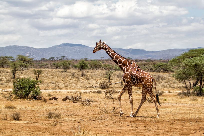 Afrikas Wildnis Acrylglasbild Giraffe