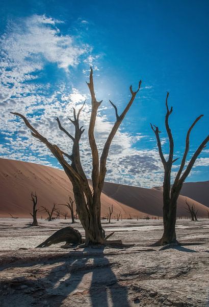 Rétroéclairé arbre mort dans Dead Valley, la Namibie par Rietje Bulthuis