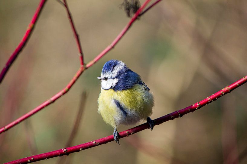 blue tit by ton vogels