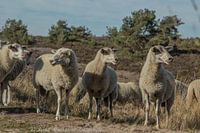Où devrions-nous aller maintenant ?