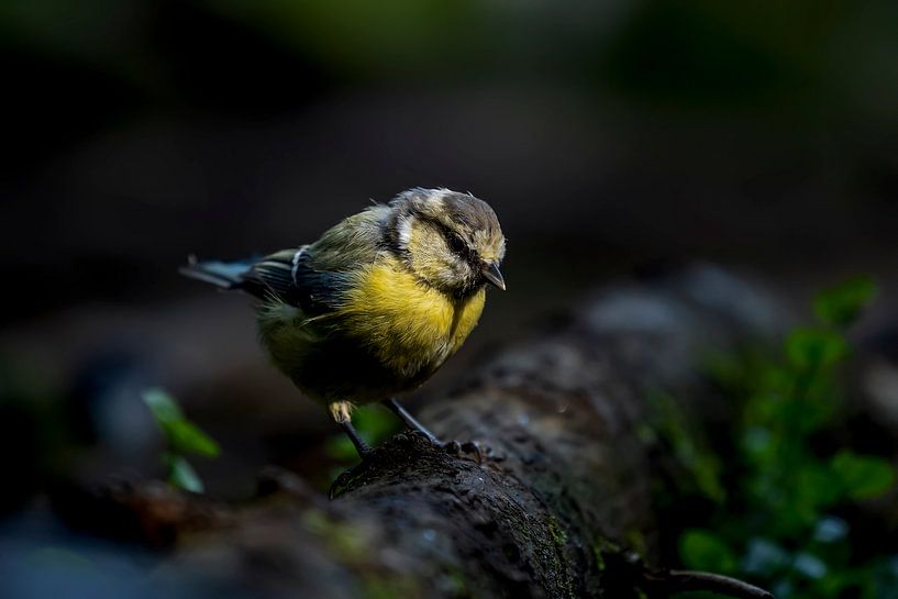 Blue Tit by Raymond Engelen