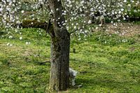 Lamb under fruit tree with blossom.