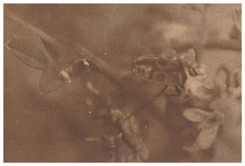 Leonar - Lith (Hamburg) _ 19 von Johannes Wobus