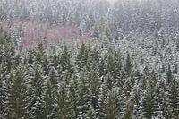 Naaldbos met berken en sneeuw