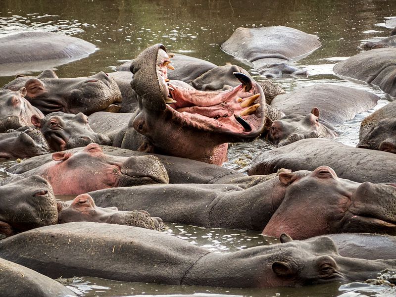 Nilpferd von Marry Fermont