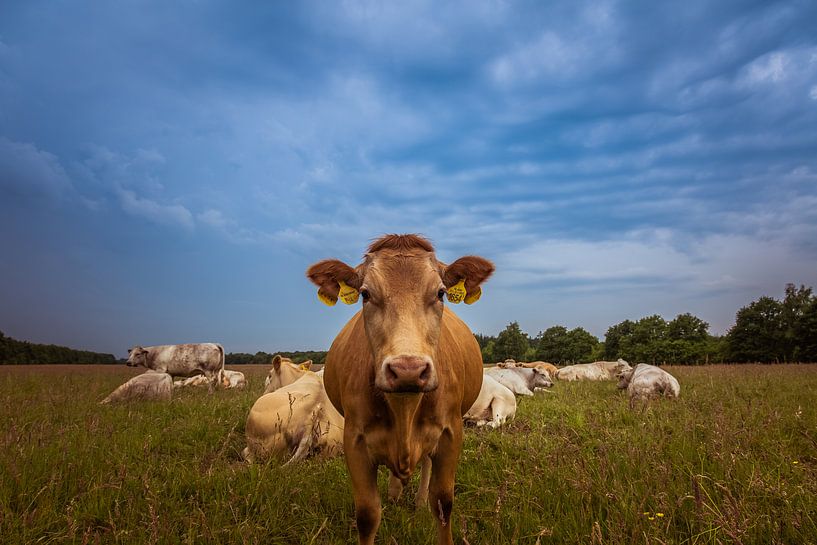 Anzahl 1654 von Anneke Hooijer