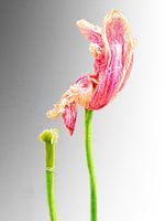 TULP IN VERVAL - GREY (ALEXX FAASSE, 2016)