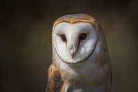 Schleiereule Porträt