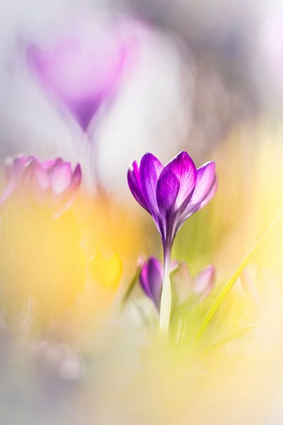 Pensées par Bob Daalder