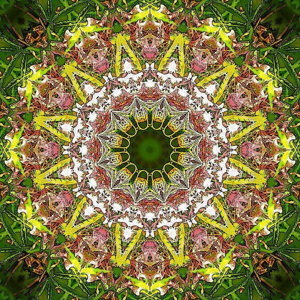 Rosa Rhodo by Frans Blok - photos, art and other wall decoration