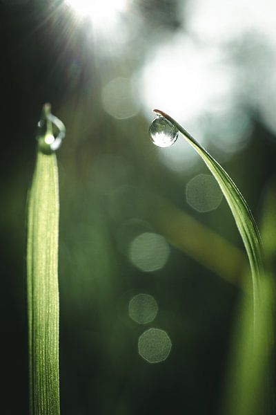 Gouttes sur l'herbe par Jan