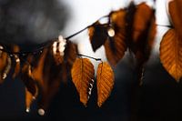 Herbstblätter genießen die warme Morgensonne