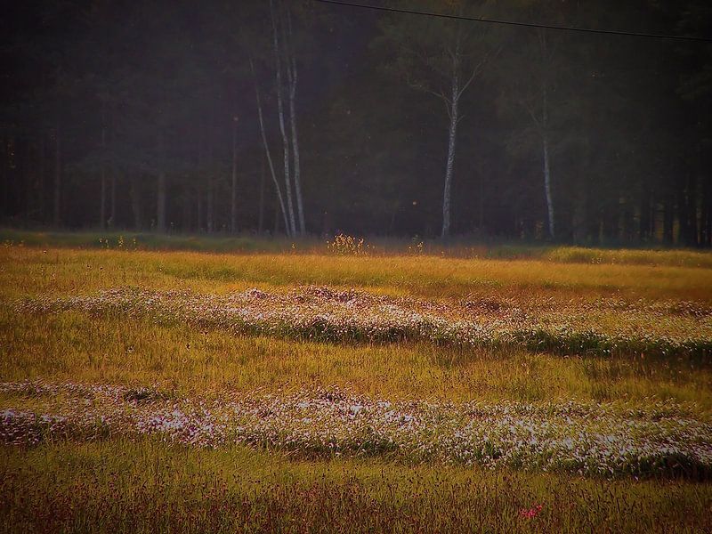Elfenwiese by Ilona Picha-Höberth