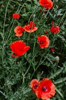 coquelicots
