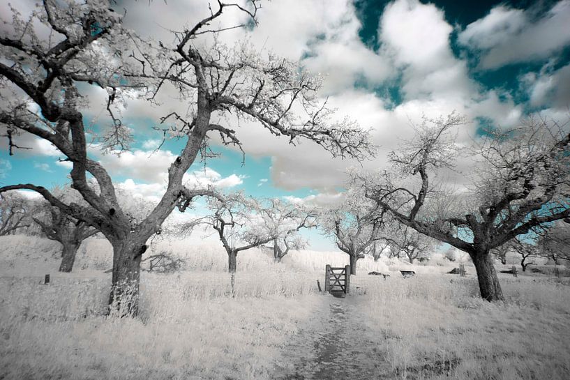 Der Zaun von ir dimensions