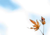 Die Freiheit der Muse