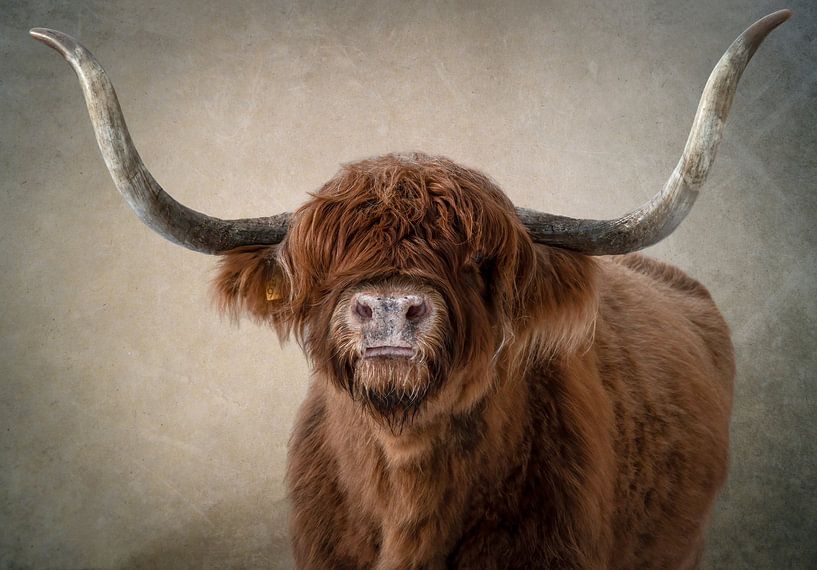 Kopf eines schottischen Highlanders von By Marjolein Design