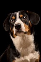 Miko, unser 3-jähriger Entlebucher Sennenhund