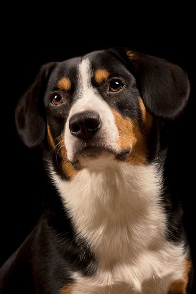 Miko, unser 3-jähriger Entlebucher Sennenhund von Sven Olaerts