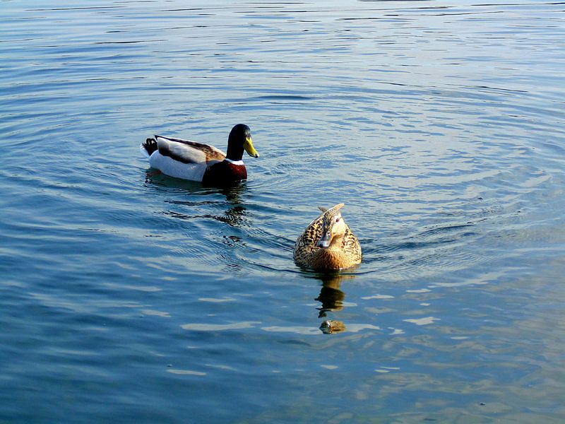 Hello van Koos Iperen