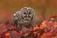 Chouette d'ours parmi des feuilles d'automne