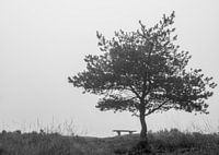 Bank unter einem Baum s/w