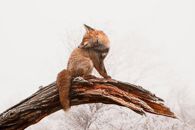 Renard roux dans le monde blanc par Roeselien Raimond