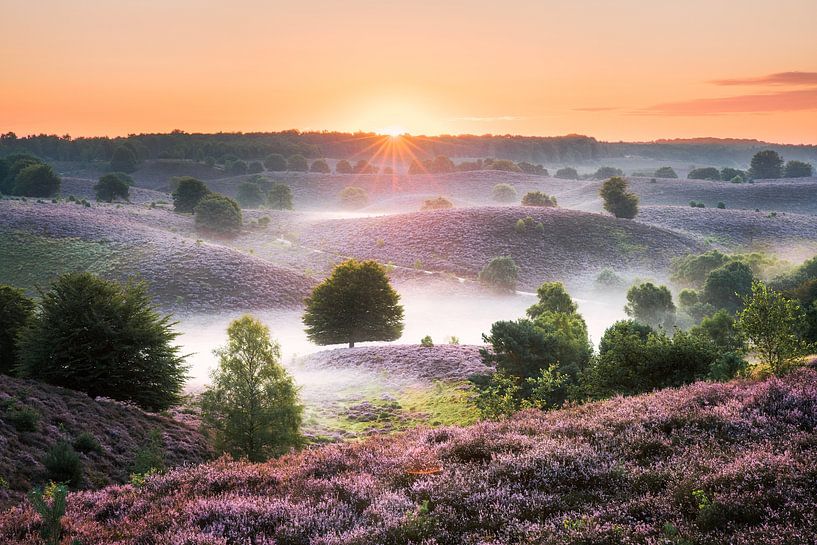 Lever de soleil sur la bruyère fleurie de la Posbank par Maarten Mensink