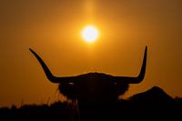 schottischer Highlander