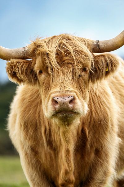 Scottish Highlander looks at you penetratingly by Menno Schaefer