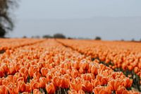 Het oranje tulpenveld ( Le champ de tulipes orange)