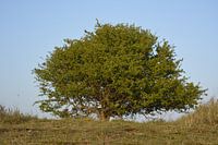 boom op duin met blauwe lucht