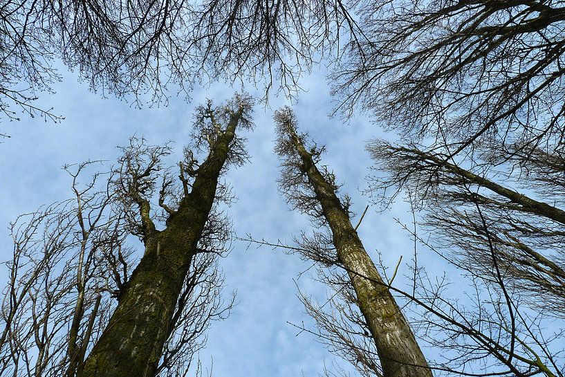 Heaven par Frans van Gruijthuijsen