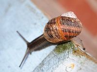 My home is my castle