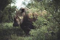 Neushoorn in Nationaal park Kruger.