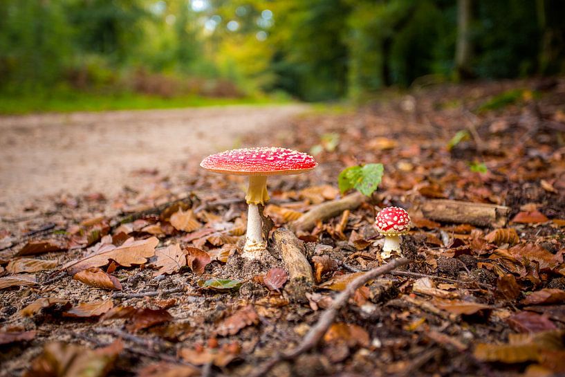 Autumn Mushrooms by Thomas van Galen