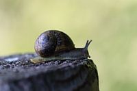 Gros plan d'un escargot sur un poteau en bois