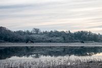 Kühe am Dünensee am Wintermorgen