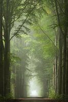 Allee der Bäume Beesd