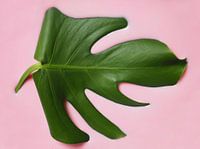 Silk Monstera Palm contraste rose vert