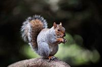 Grauhörnchen im Parco di Monza