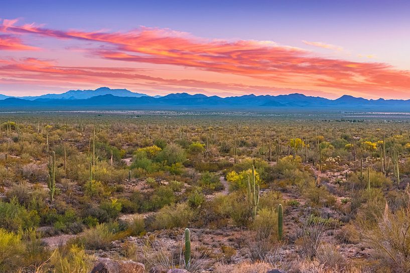 Sunset in Saguaro National Park by Henk Meijer Photography