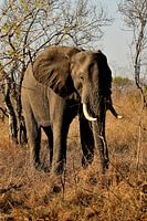 Elefant mit flatterndem Ohr im Kruger Park Südafrika