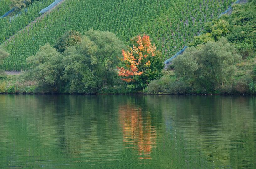 herfst aan de moezel  by Robert Lotman