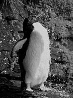 Showering Rockhopper Pinguin - Black & White