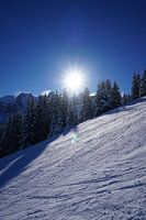 Verschneite Bäume und eine strahlende Sonne hinter der Skipiste in Axamer Lizum (Tirol, Österreich)